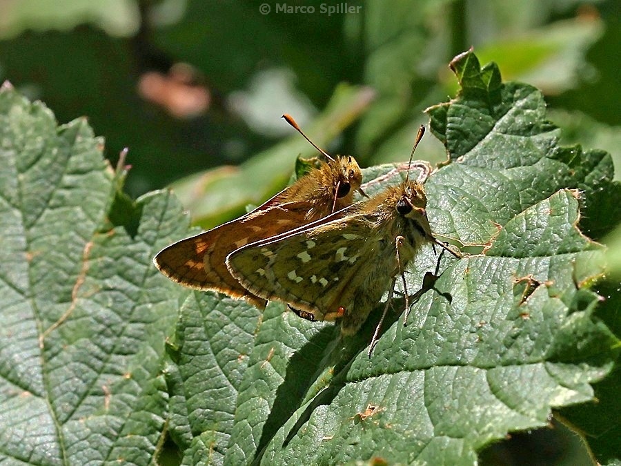 Coppia di farfalle da identificare - Hesperia comma